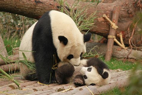 Wild panda population nearly doubles in 40 years.